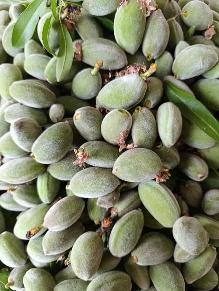 تصویر 3 از خرید بادام درختی نرسیده + بهترین قیمت